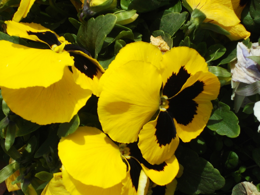 Yellow Pansy by marguerita