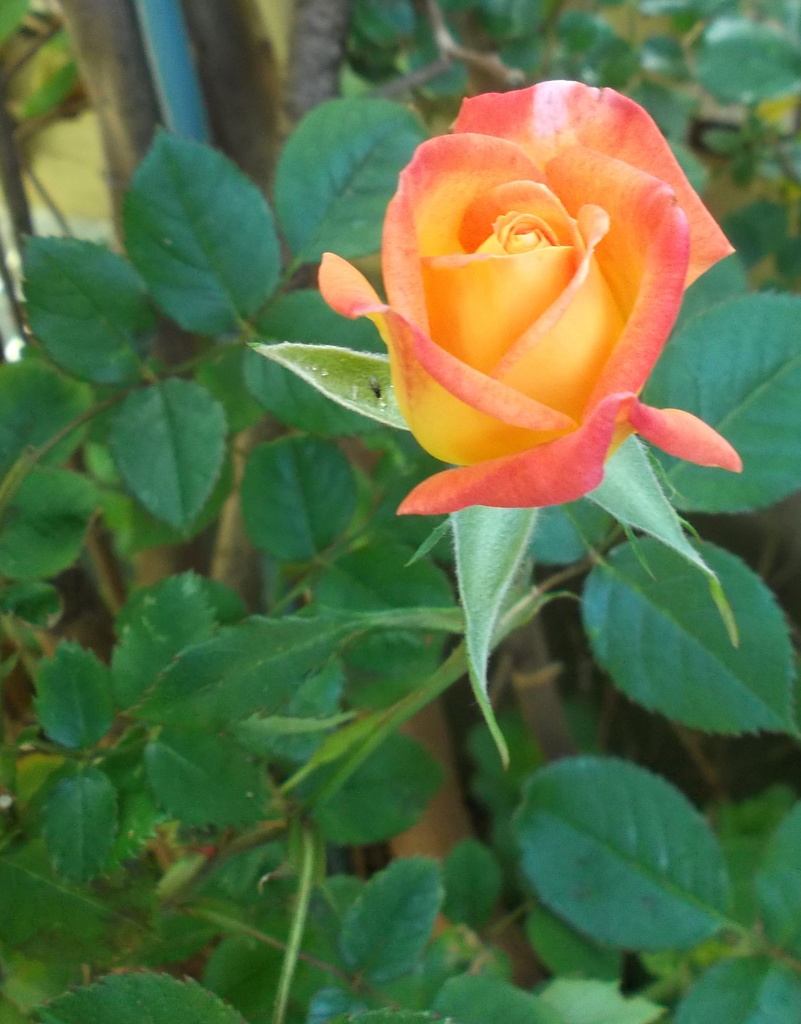 Rose  by marguerita