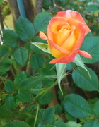 29th Sep 2012 - Rose 