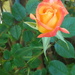 Rose  by marguerita