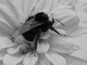25th Feb 2013 - Bees Knees