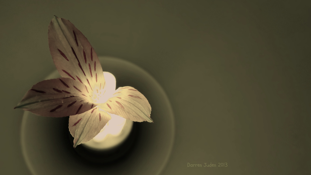 Spring Bulb. by darrenboyj