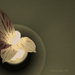 Spring Bulb. by darrenboyj