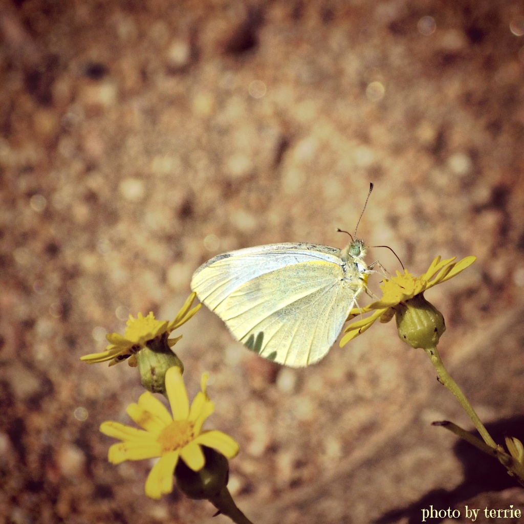 Little Butterfly by teodw