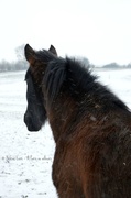 24th Feb 2013 - Snowy Lancelot #2