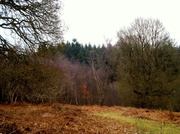 25th Feb 2013 - Mortimer forest.