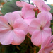 Pink Geranium by richardcreese