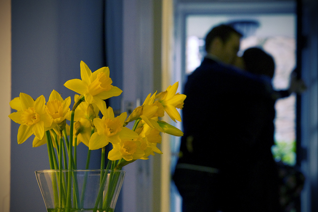 Day 055 - Daffodil Kiss by stevecameras