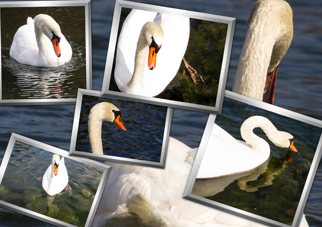 Swan Lake by cdonohoue