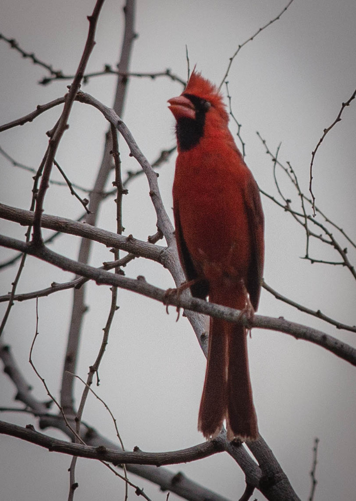 Cardinal  by jgpittenger