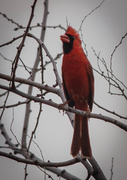 25th Feb 2013 - Cardinal 