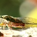 Cicada's Season by carrapeta00