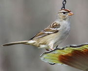 25th Feb 2013 - Female White-crowned Sparrow