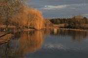 26th Feb 2013 - Spring Time Willows