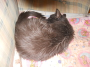 23rd Feb 2013 - Sleepy kitty...