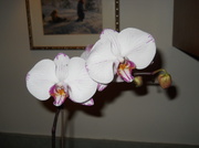 25th Feb 2013 - Dad's orchid is blooming again