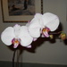 Dad's orchid is blooming again by kchuk