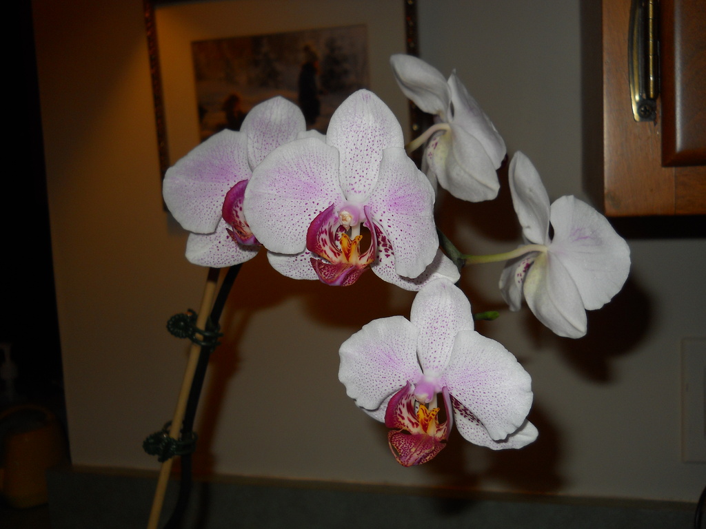 Dad's orchid is blooming again -- part 2 by kchuk