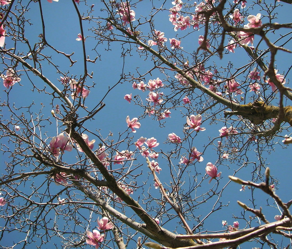 Blooming Tree by pasadenarose