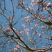 Blooming Tree by pasadenarose