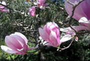 23rd Feb 2013 - Blooming Tree v.2