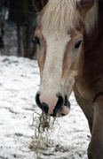 26th Feb 2013 - horse