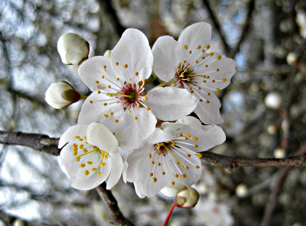 flower: blackthorn blossom by quietpurplehaze