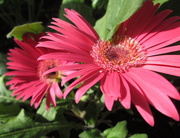 26th Feb 2013 - flower: 'pink' gerbera