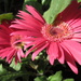 flower: 'pink' gerbera by quietpurplehaze