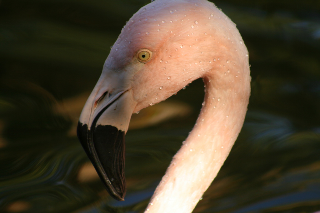 Flamingo Face by kerristephens
