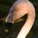 Flamingo Face by kerristephens
