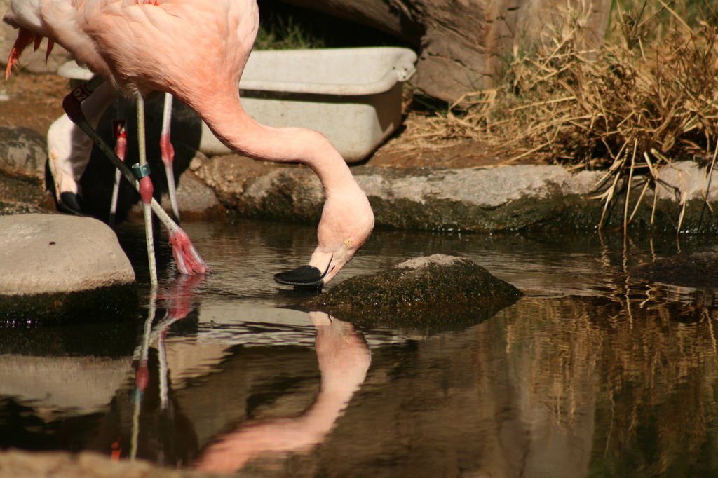 Flamingo Reflects by kerristephens