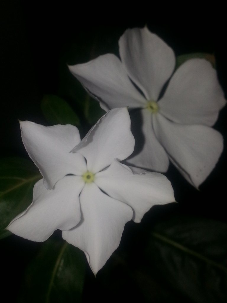 White flowers by night.... by amrita21