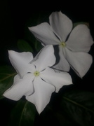 25th Feb 2013 - White flowers by night....
