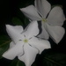 White flowers by night.... by amrita21