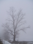25th Feb 2013 - Foggy 