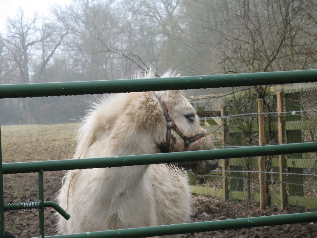 Pony on a gray day by padlock