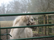 26th Feb 2013 - Pony on a gray day