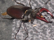 25th Feb 2013 - stag beetle