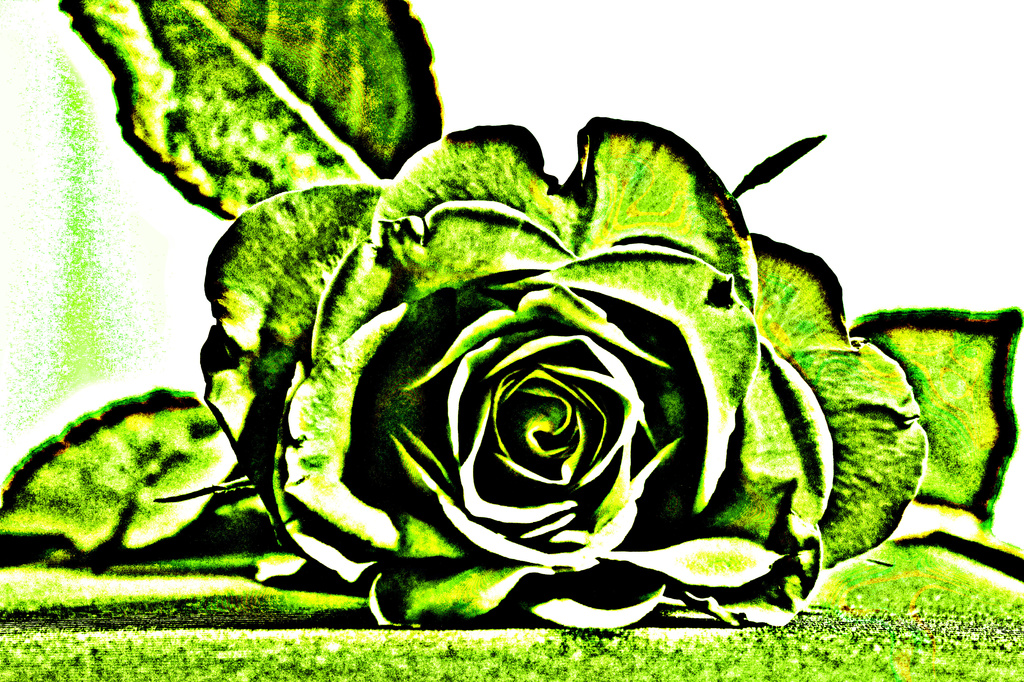  rose by mariadarby