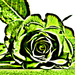  rose by mariadarby