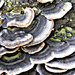 fungi by mariadarby