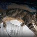 2013 02 26 Hot and Bothered Cat by kwiksilver