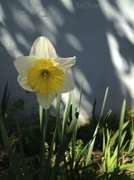 26th Feb 2013 - Happy Daffodil 