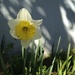Happy Daffodil  by msfyste
