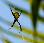 26th Feb 2013 - Palm Spider 