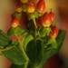 Flowers;berries by bizziebeeme