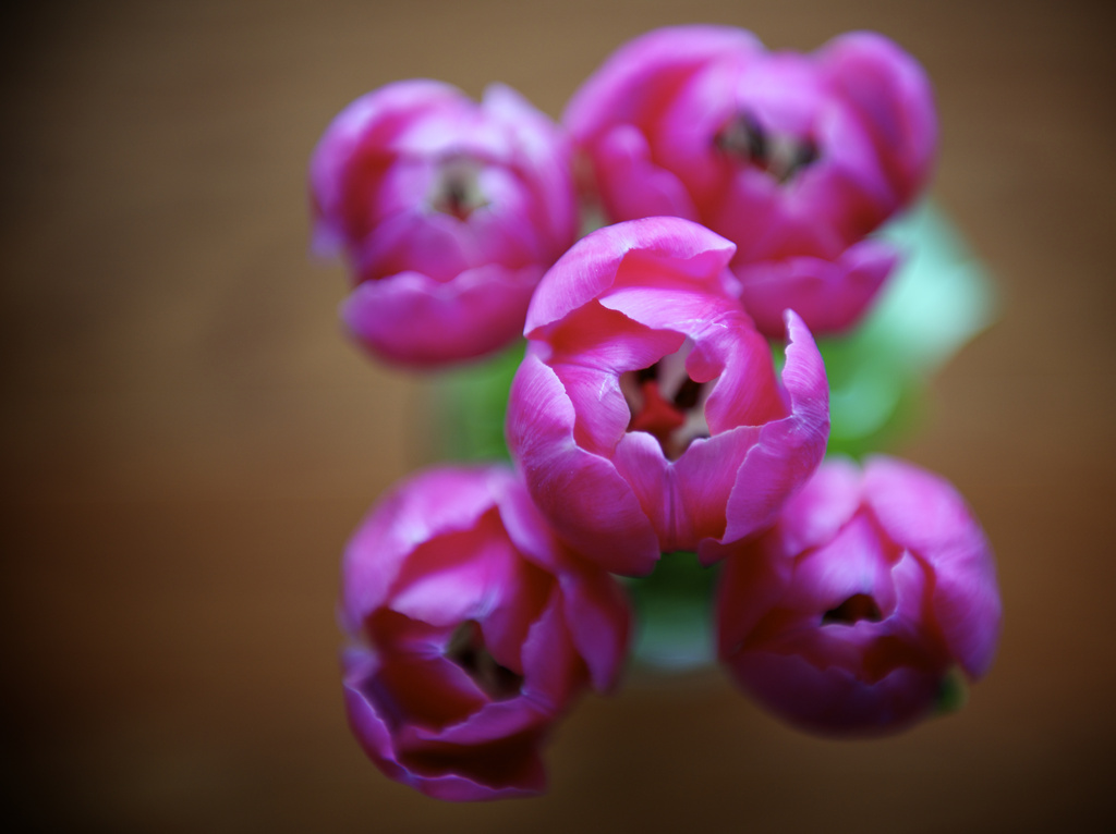 I love Tulips! by kwind