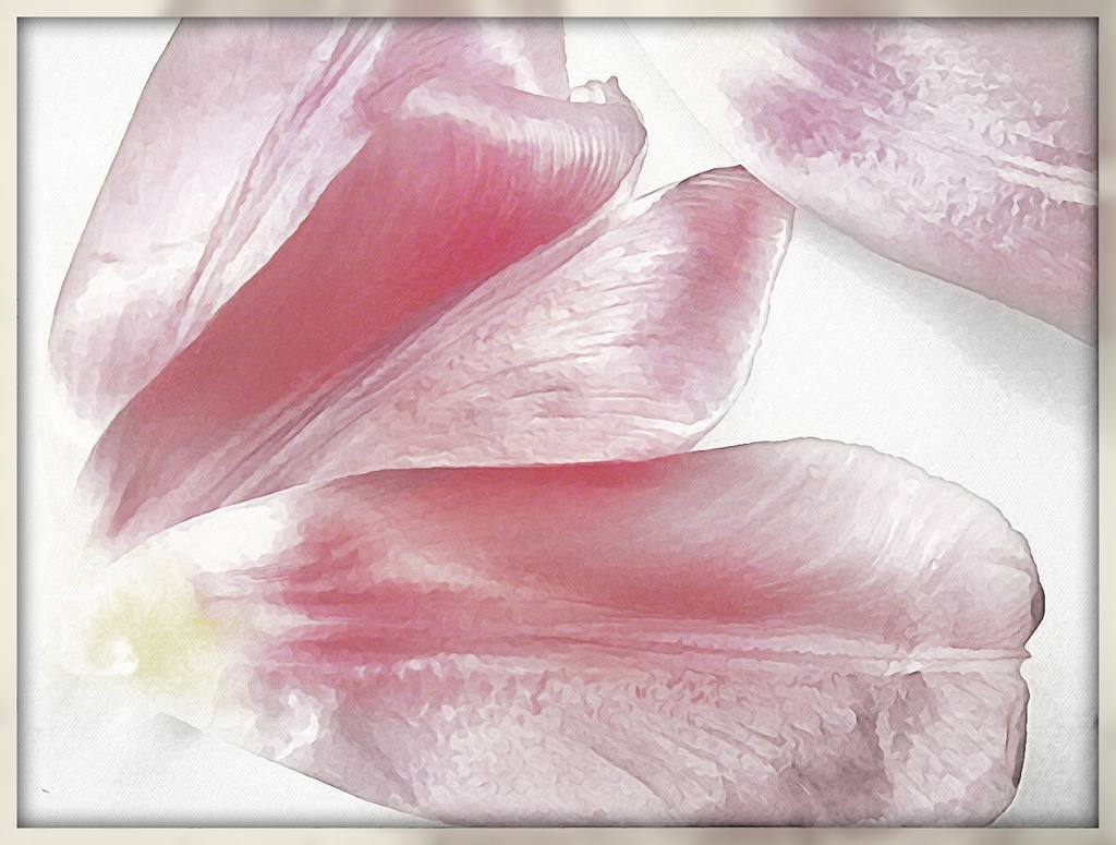 Tulip Petals 3 by olivetreeann