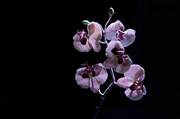 26th Feb 2013 - Orchids